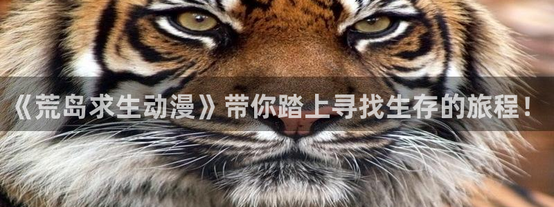 囧次元网站：《荒岛求生动漫》带你踏上寻找生存的旅程！